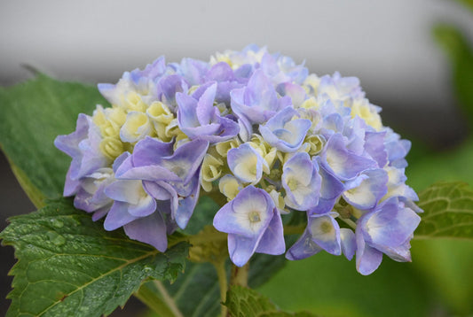 How To Dry Hydrangeas? Step-By-Step Guide To Preserving Their Beauty