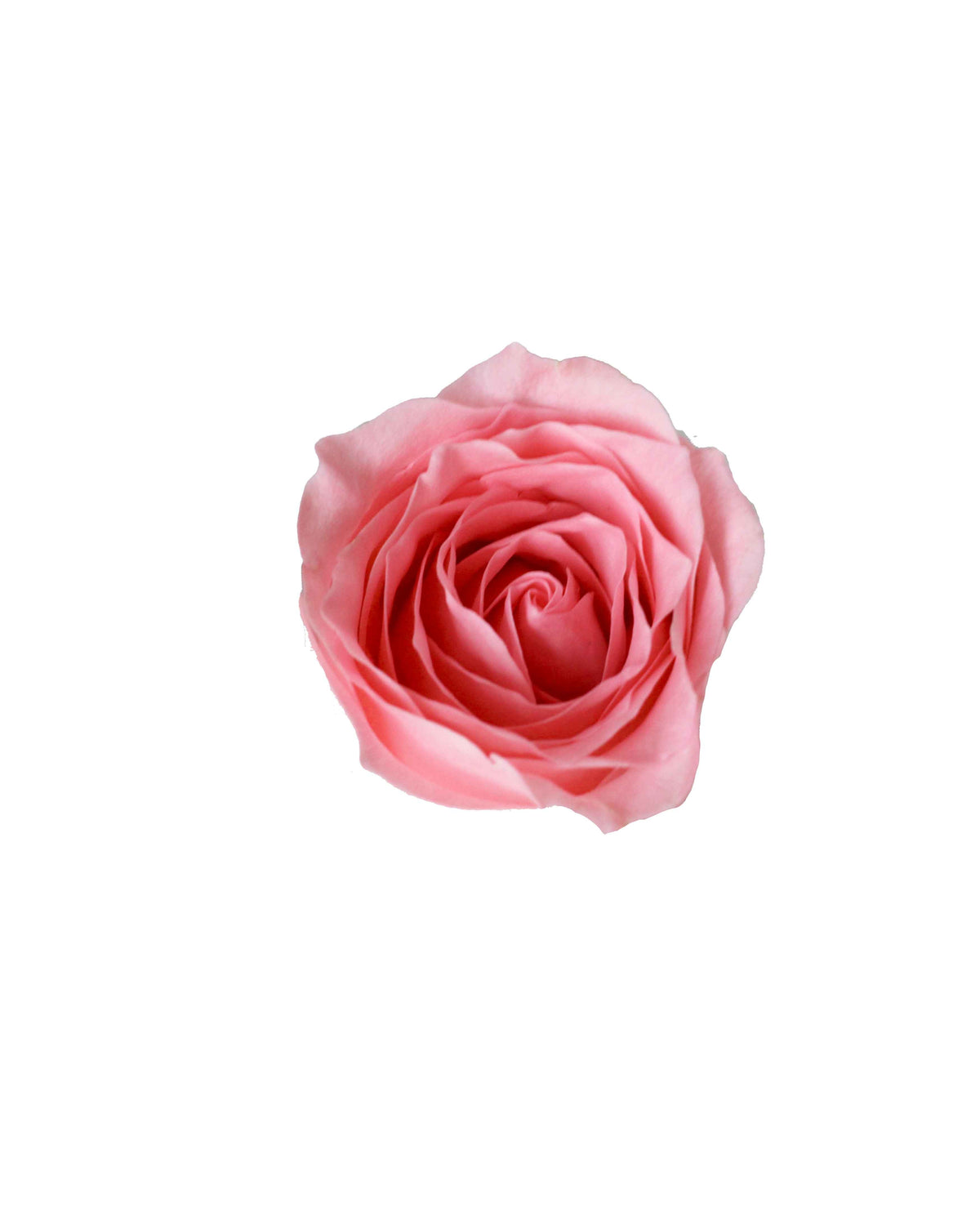 Rose (China) - Pink