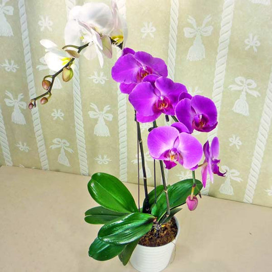 2-colored Live Phalaenopsis Plants