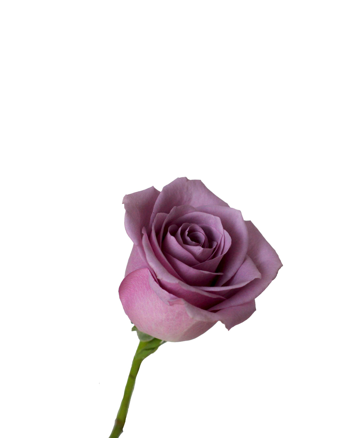 Rose (China) - Purple