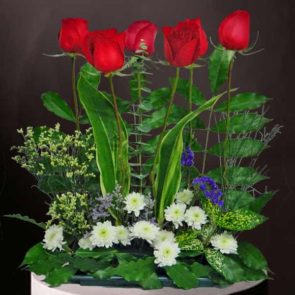 6 Red Roses &amp; White Chrysanthemum Flower Small Table Arrangement