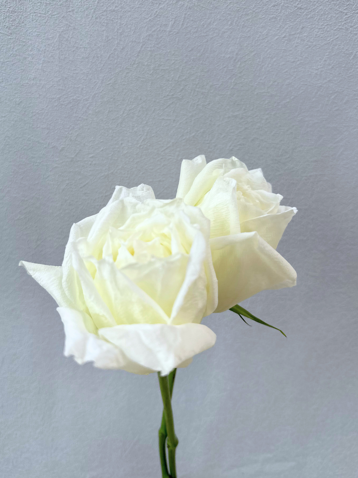 Rosy Raffles (White)