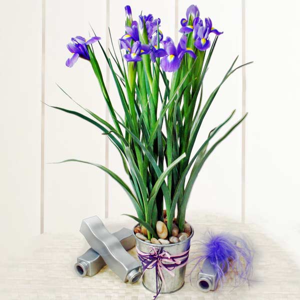 10 Blue iris table arrangement (2 days advance order )