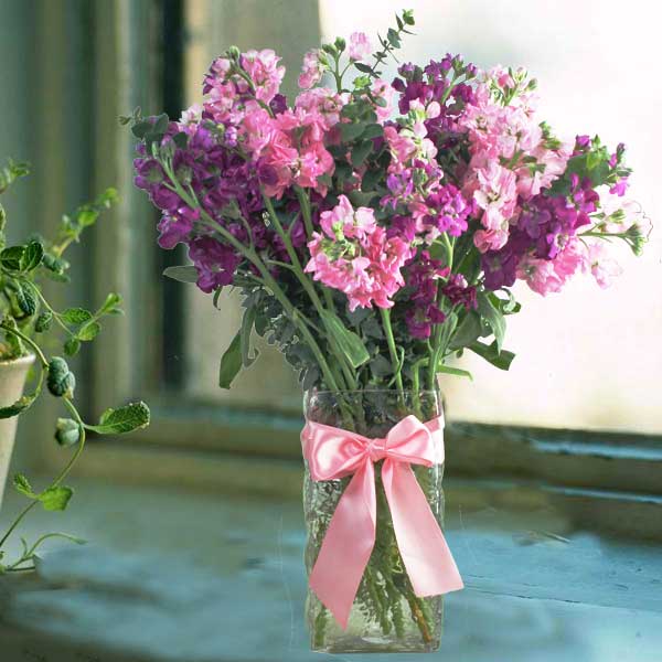 Matthiola Flowers In Glass Vase