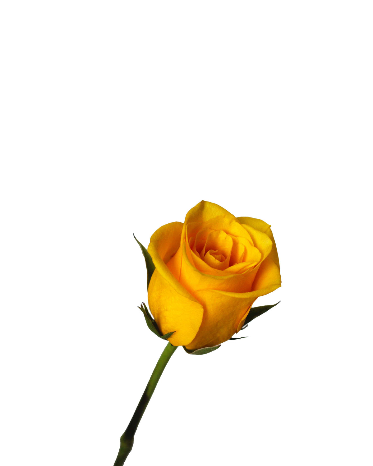 Rose (China) - Yellow